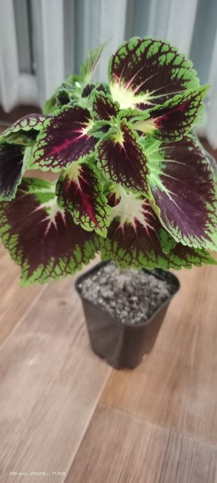 Продам хризантему  и дом цветы