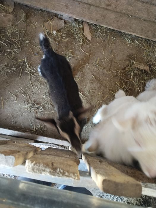 Лактар сатылады занин