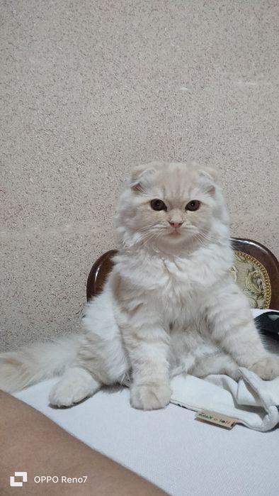 Сотилади скоттиш фолд