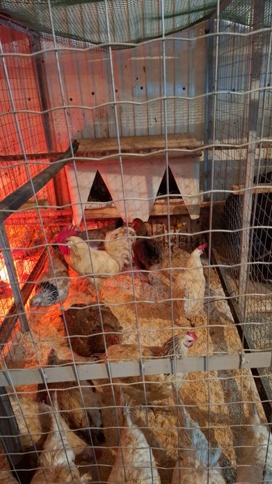 Яйца инкубационные