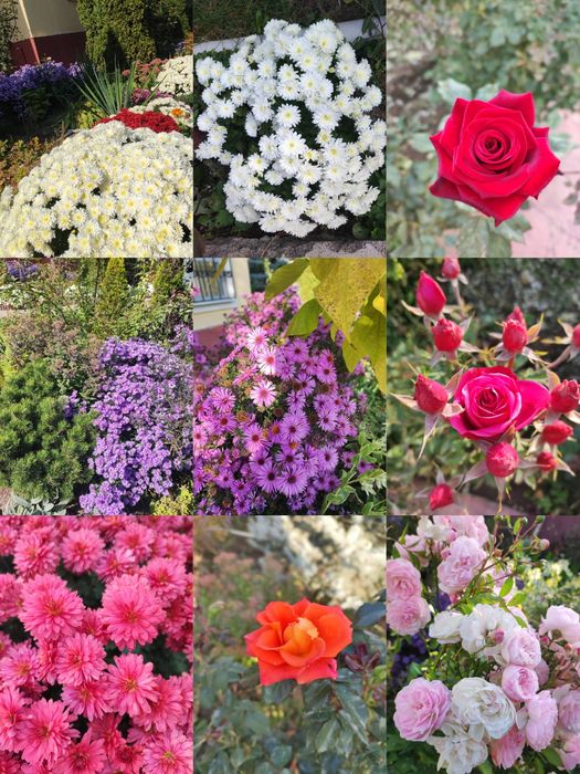 Цветы саженцы банзай Расспродажа