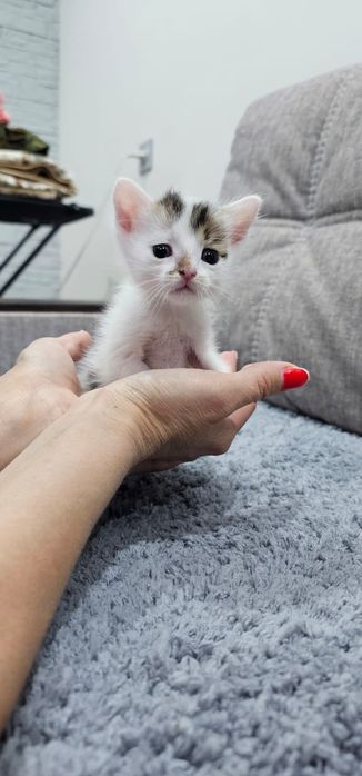 Котята ищут мамочку