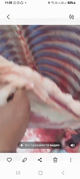 Семіз жас жылқының еті сатылады конина