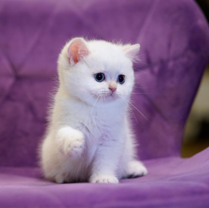 British Shorthair / Exemplar breeding&show