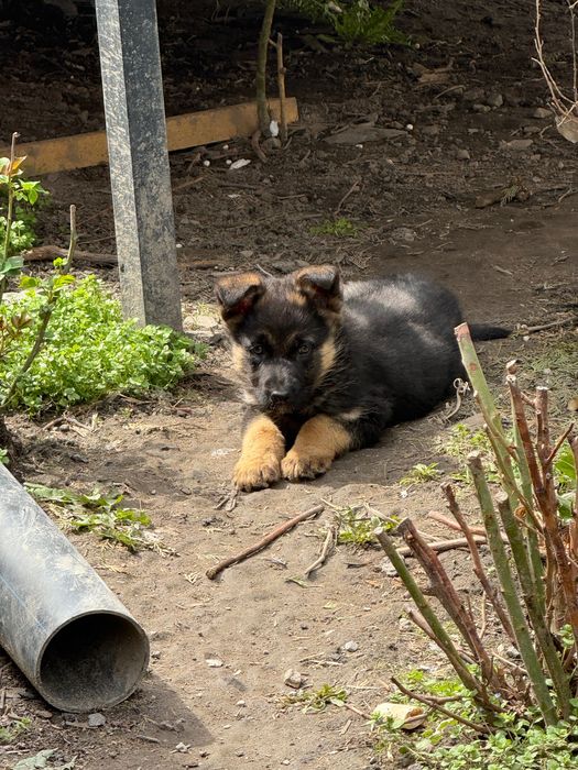 Продам щенков немецкой овчарки