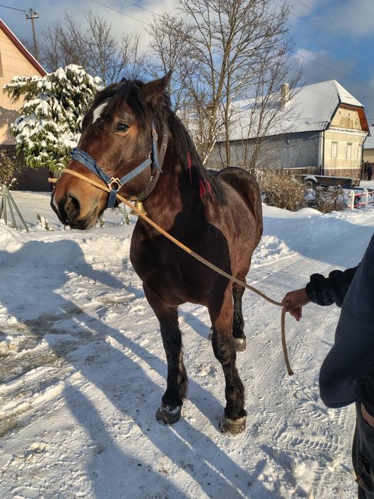 Vând sau schimb un hărmăsar de doi ani âvățat și an unu și an doi
