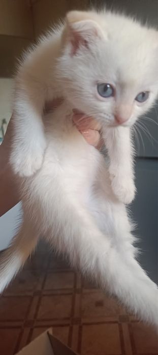 Котята все мальчики вислоухие