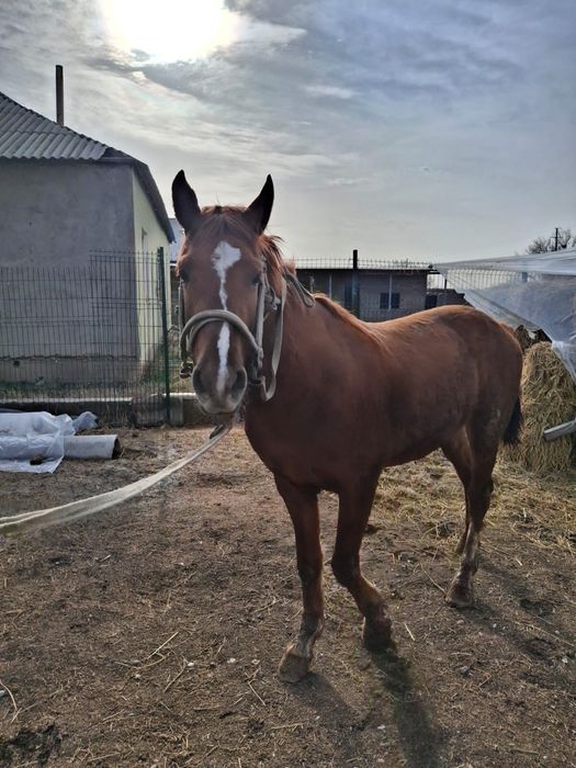 Құнан, жеребец, кунан, жылқы, ат, айғыр