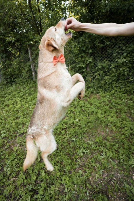 Catel,talie medie,5 ani, sterilizat, pentru adoptie responsabila