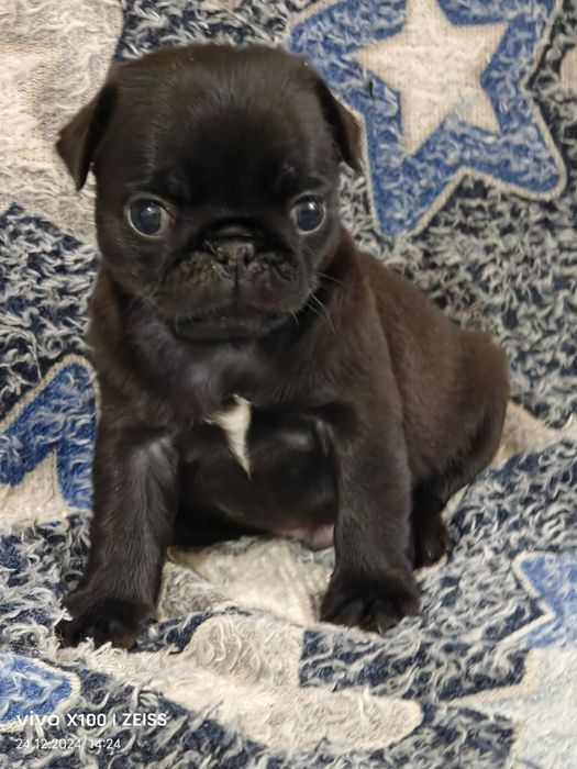 Очаровательные щенки Мопса.