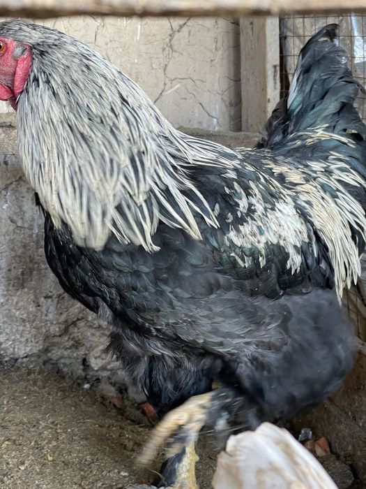 Brama zotli xorozlari sotiladi