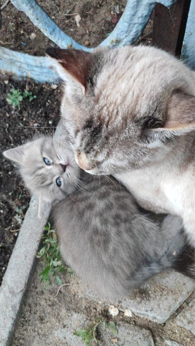 Котята в добрые руки тобыл