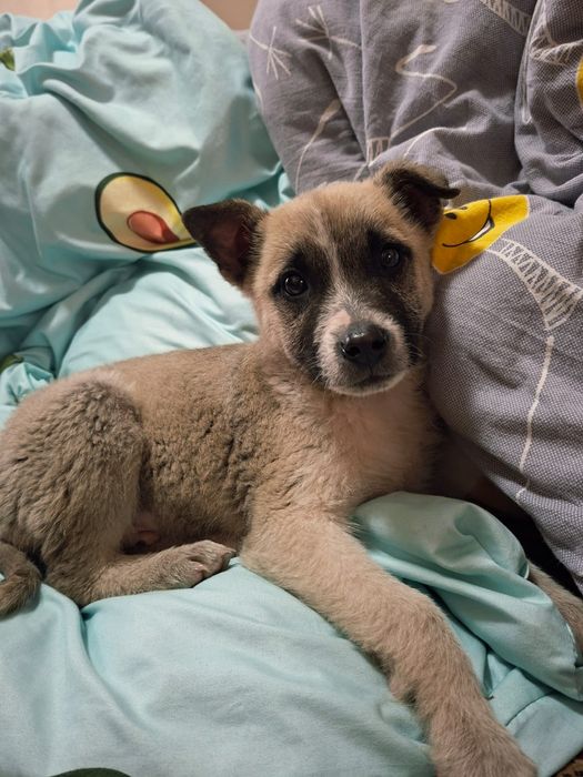 Малыш , злюка ищет хозяев