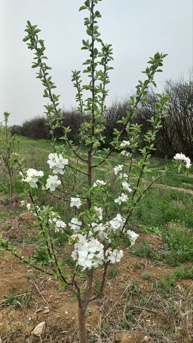 Мевали бог сотилади. .
