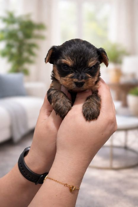 Продам щенков породы Йоркширский терьер Мини