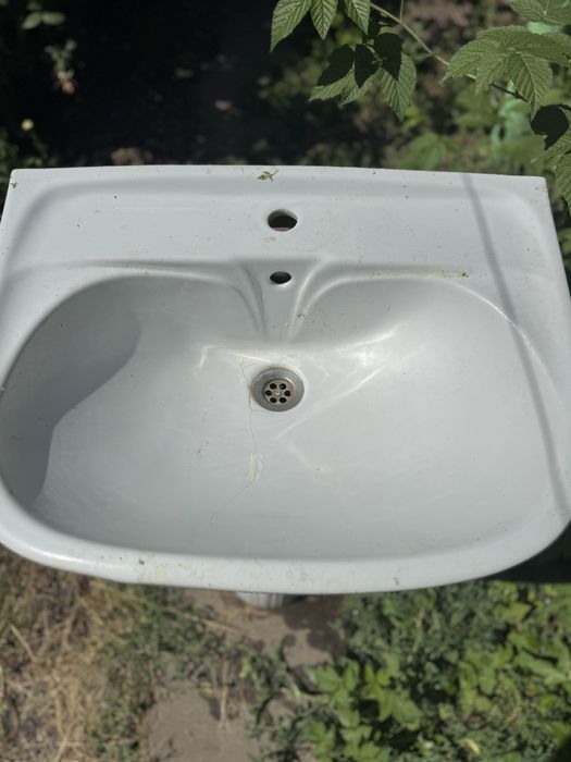 Раковина тюльпан