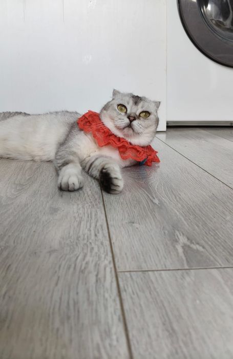 Продам красивую домашнюю кошку