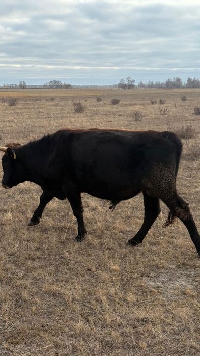 Продам быка и тёлка