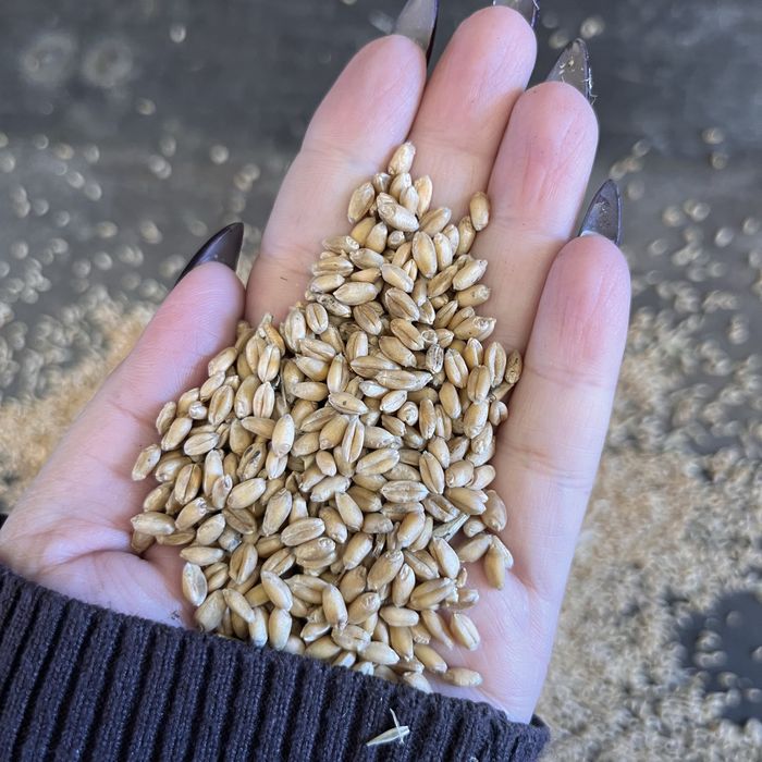 Ячмень овес пшеница сечка