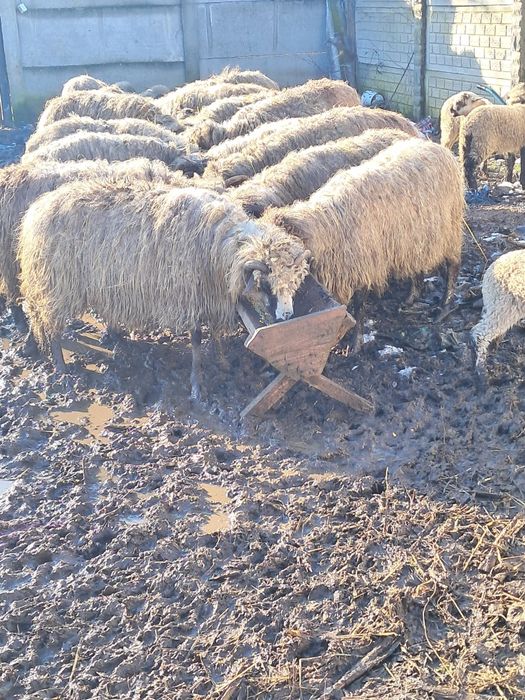 Disponibile 20 oi cu miei