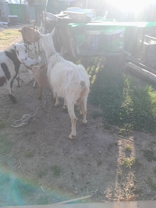 Vând 3 capre si doua iedute