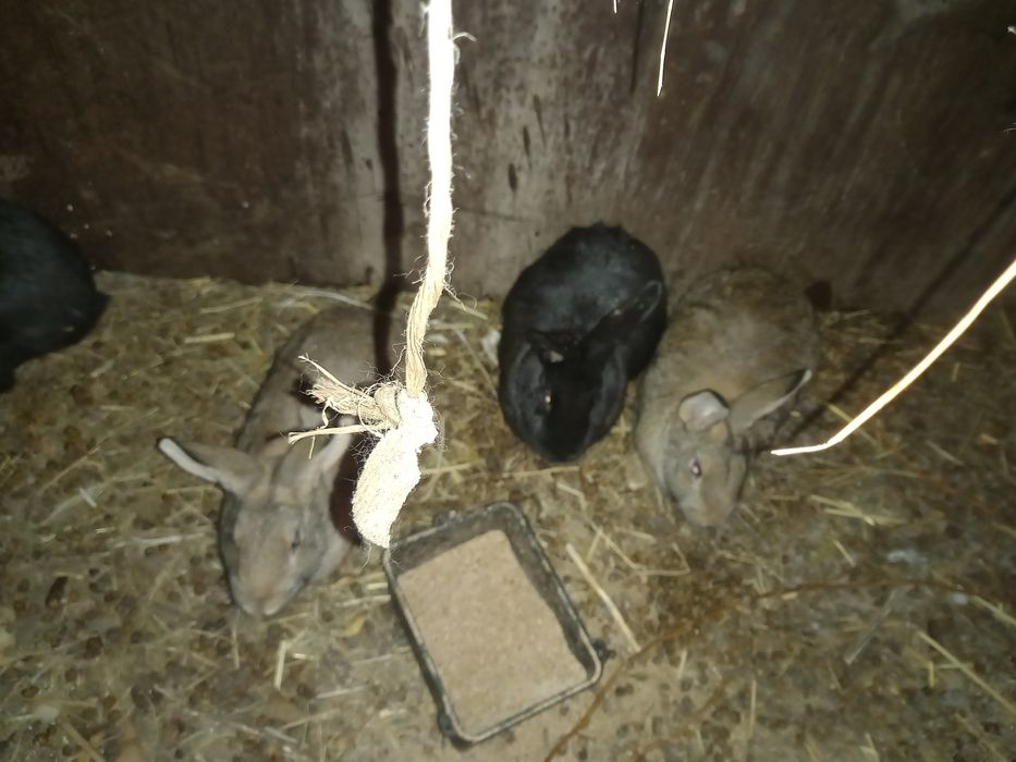 Кролики крол кролиха