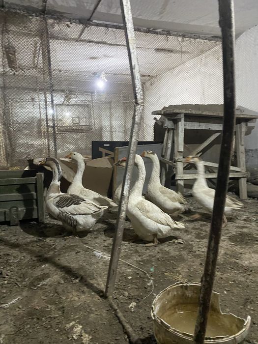 Гозлар сотилади