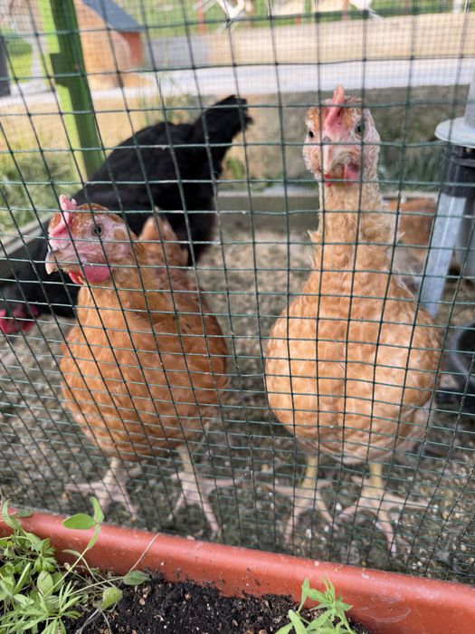 Cocoși tineri de vânzare sau schimb– diferite culori