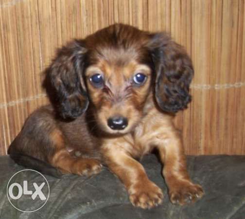 зоомагазин Роди Варна