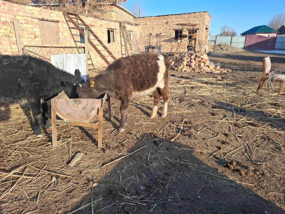 Екі ұрғашы баспақ сатылады