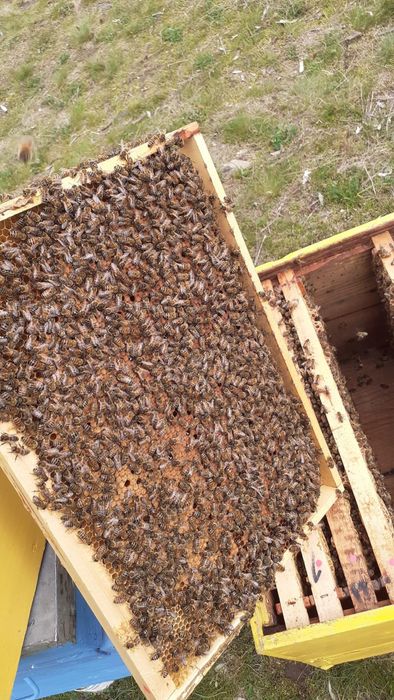 Vand familii de albine (Roiuri )