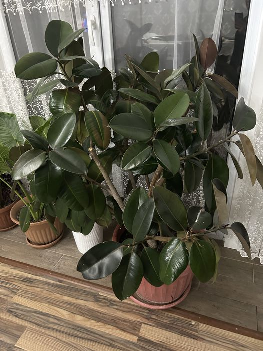 Цветы фикусы большие и по меньше, большой 20 000 , маленькие по 10 000