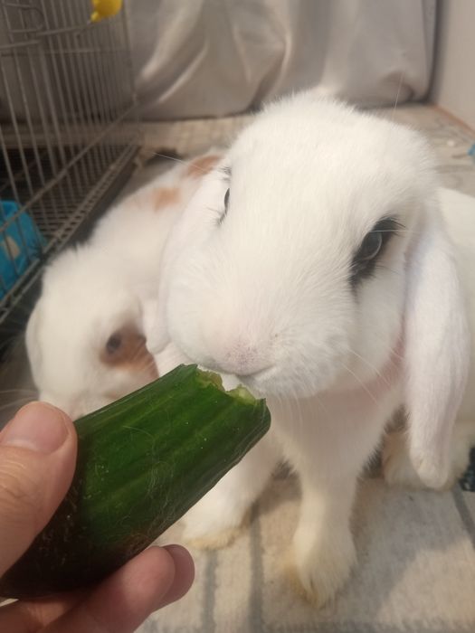 Zotli dekorativ Quyon sotiladi