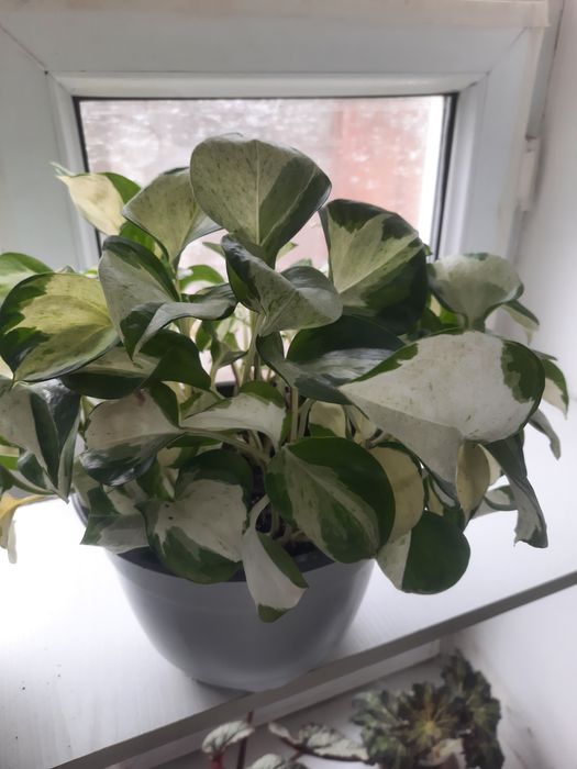 Комнатные цветы разные