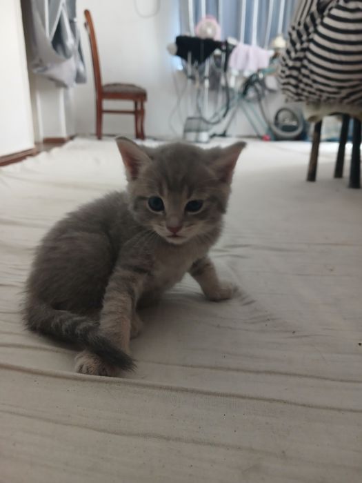 Кошка шотландский скотиш фолд ихнин мама 3 котят Малчики 1 месяц