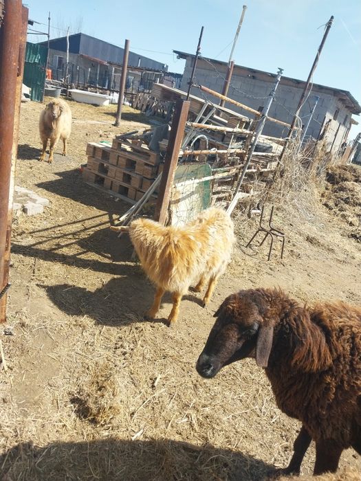 коза с козленком