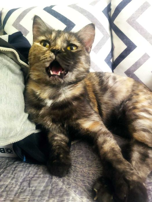 Миленькая кошечка