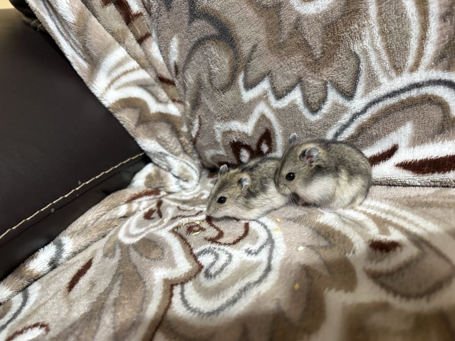 Donez pui de hamster pitic