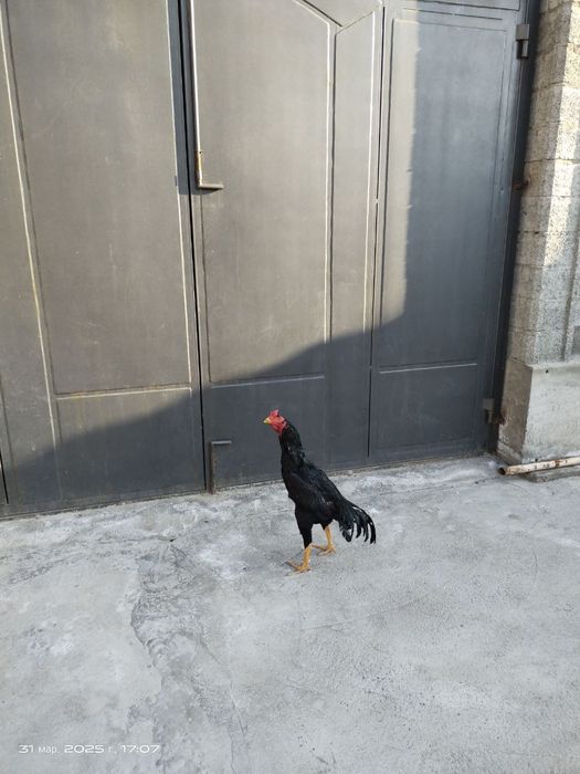 Mayskiy jo'ja sotiladi.