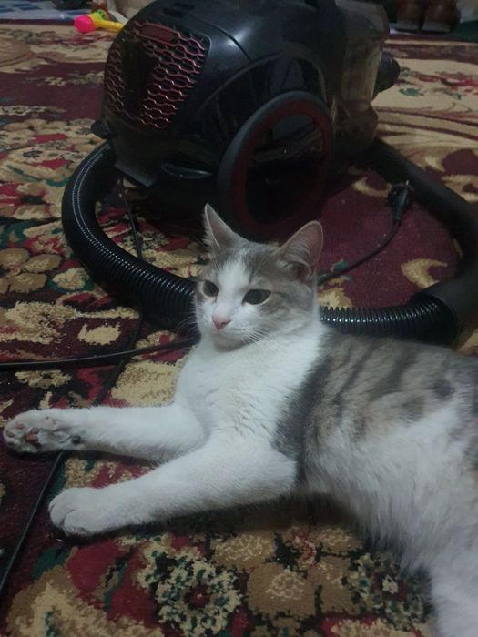 Отдам даром кота