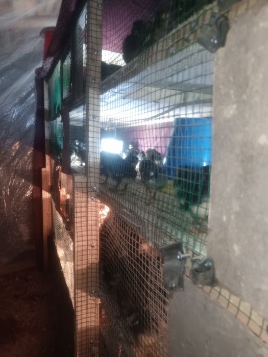 andijon qora tovuq jujalari 20.000som