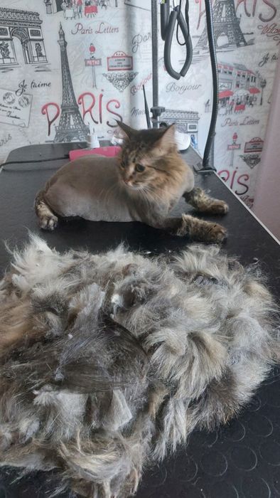 Груминг, стрижка животных, кошек, собак