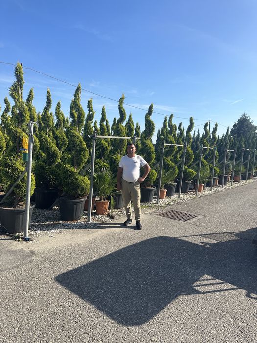 Palmier de mai mulete speci si multe alte plante