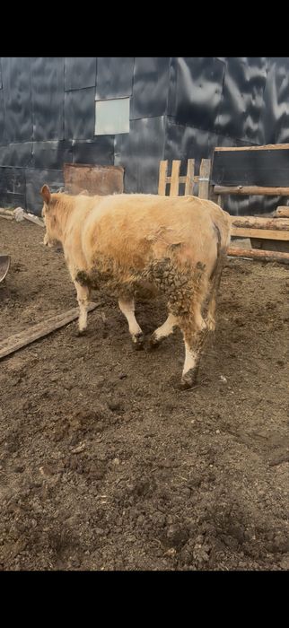 Продам жирных телок с откорма