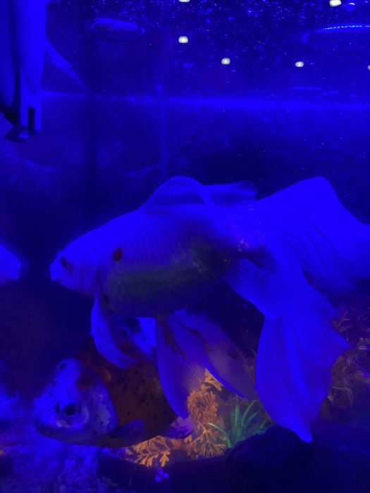 Продам рыбку 20 сантиметров , цена 5000