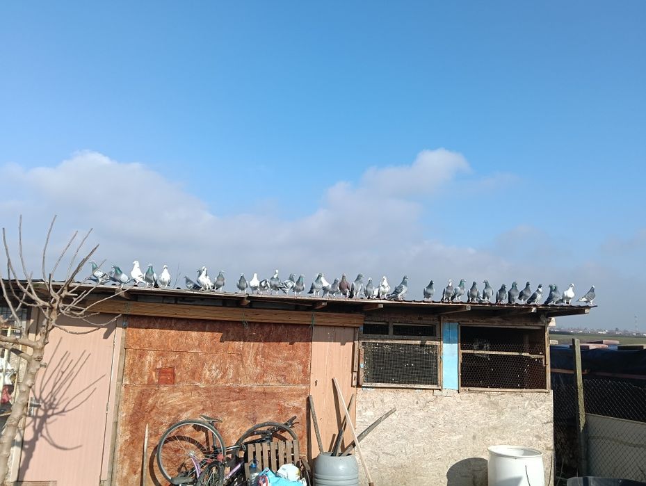 Vând porumbei la grămadă sau separat 25lei bucata...