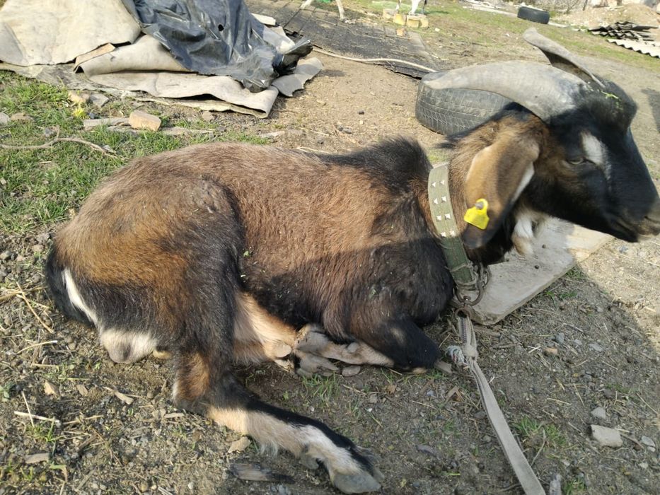 Алпиский теке сатылады