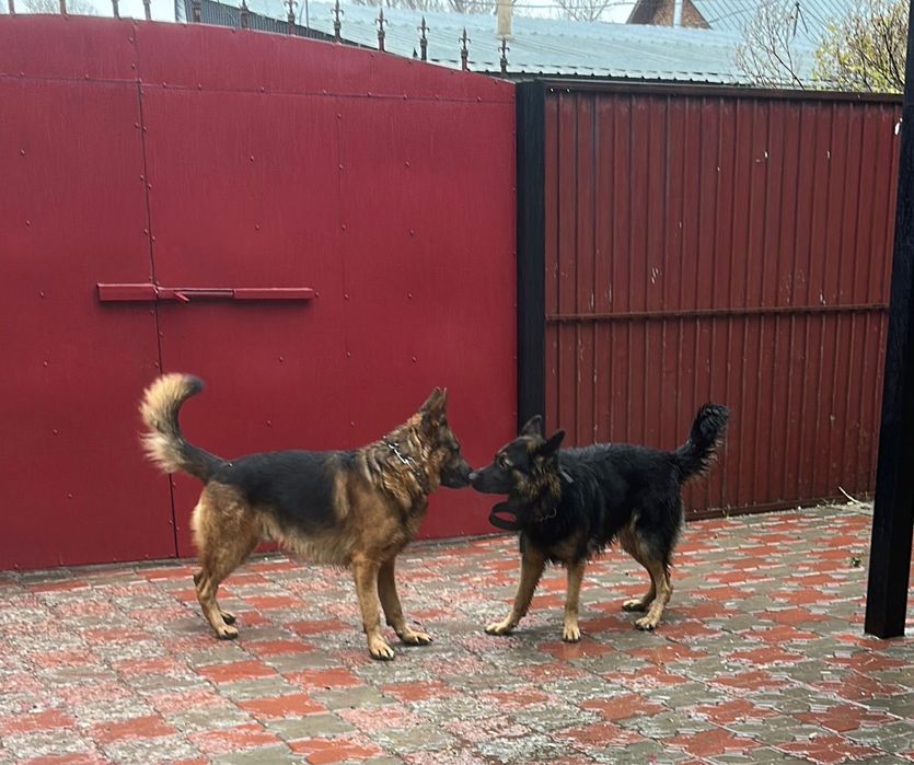 Щенки немецкой овчарки