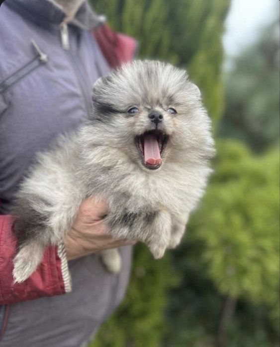 Pomeranian mni 1 kg merle