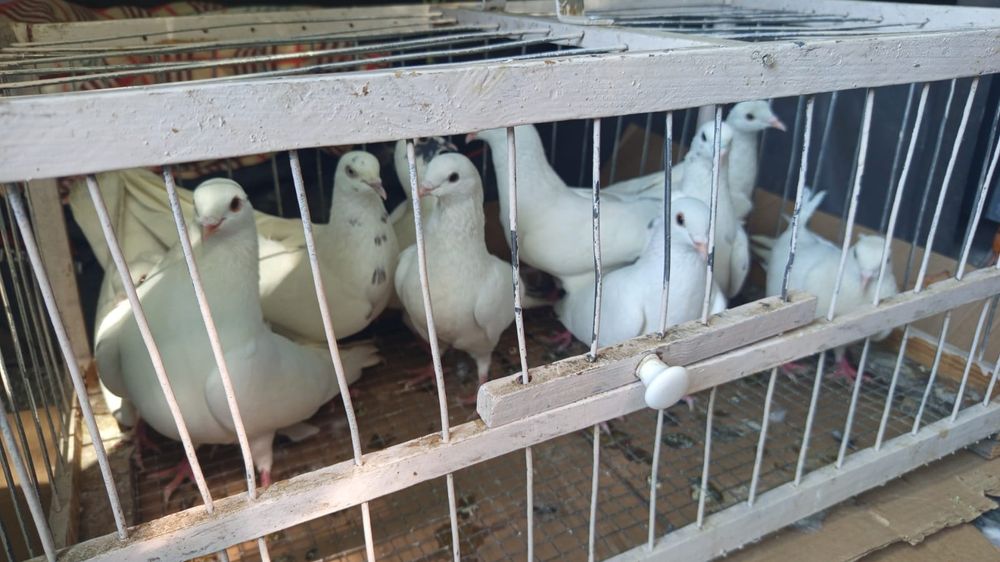 Белые голуби, продам на мероприятия